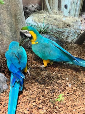 世界淡水魚園水族館　アクア・トトぎふに投稿された画像（2024/8/21）