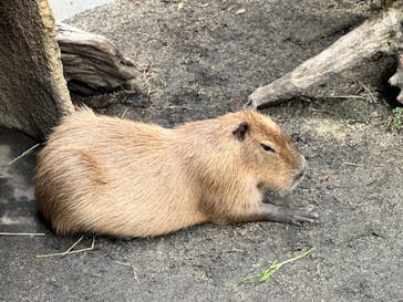 世界淡水魚園水族館　アクア・トトぎふに投稿された画像（2024/8/21）