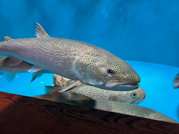 世界淡水魚園水族館　アクア・トトぎふに投稿された画像（2024/8/21）