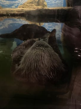 マリンワールド海の中道に投稿された画像（2024/8/21）