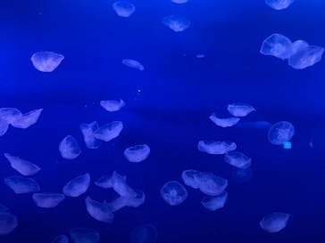 新江ノ島水族館に投稿された画像（2024/8/21）