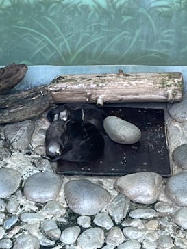 世界淡水魚園水族館　アクア・トトぎふに投稿された画像（2024/8/21）