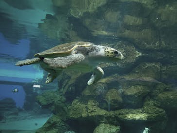 名古屋港水族館に投稿された画像（2024/8/21）