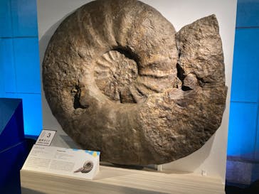 巨大恐竜展2024に投稿された画像（2024/8/21）