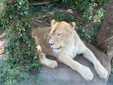 秋吉台自然動物公園 サファリランドに投稿された画像（2024/8/21）