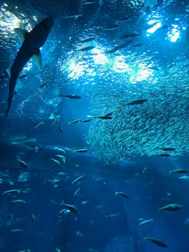 アクアワールド茨城県大洗水族館に投稿された画像（2024/8/21）