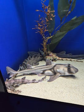 アクアワールド茨城県大洗水族館に投稿された画像（2024/8/21）