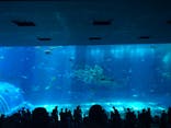 沖縄美ら海水族館に投稿された画像（2024/8/21）
