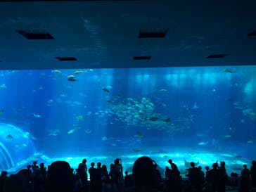 沖縄美ら海水族館に投稿された画像（2024/8/21）