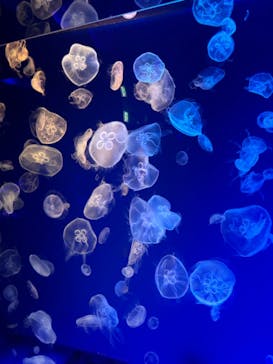 名古屋港水族館に投稿された画像（2024/8/21）