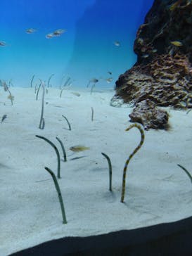 アクアワールド茨城県大洗水族館に投稿された画像（2024/8/21）
