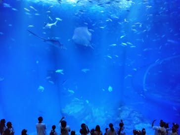 アクアワールド茨城県大洗水族館に投稿された画像（2024/8/21）