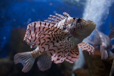越前松島水族館に投稿された画像（2024/8/21）