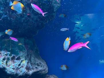 マクセル アクアパーク品川に投稿された画像（2024/8/21）