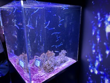 マクセル アクアパーク品川に投稿された画像（2024/8/21）