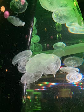 マクセル アクアパーク品川に投稿された画像（2024/8/21）