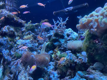 マクセル アクアパーク品川に投稿された画像（2024/8/21）