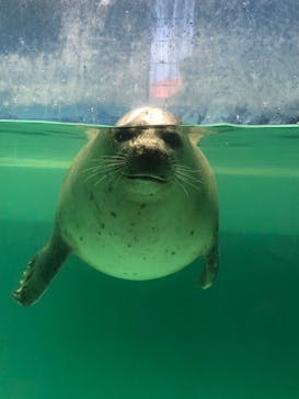 下田海中水族館に投稿された画像（2024/8/21）