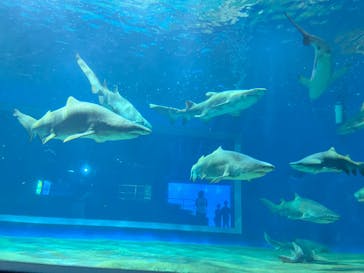 アクアワールド茨城県大洗水族館に投稿された画像（2024/8/21）
