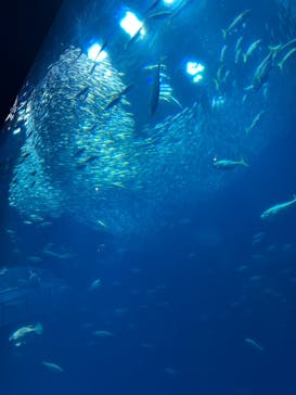 アクアワールド茨城県大洗水族館に投稿された画像（2024/8/21）