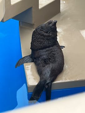 アクアワールド茨城県大洗水族館に投稿された画像（2024/8/21）