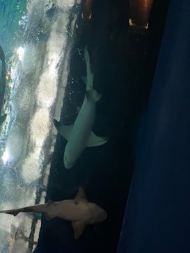 アクアワールド茨城県大洗水族館に投稿された画像（2024/8/21）