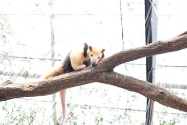 神戸どうぶつ王国に投稿された画像（2024/8/22）
