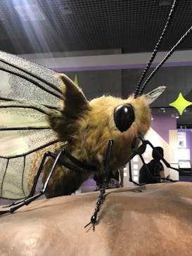 特別展「昆虫 MANIAC」（国立科学博物館）に投稿された画像（2024/8/22）