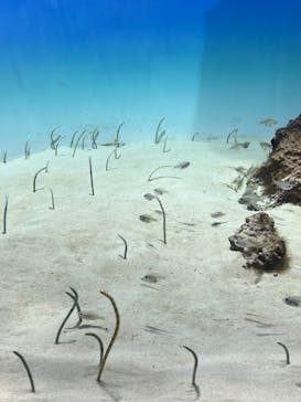アクアワールド茨城県大洗水族館に投稿された画像（2024/8/22）