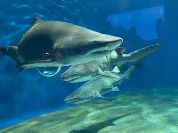 アクアワールド茨城県大洗水族館に投稿された画像（2024/8/22）