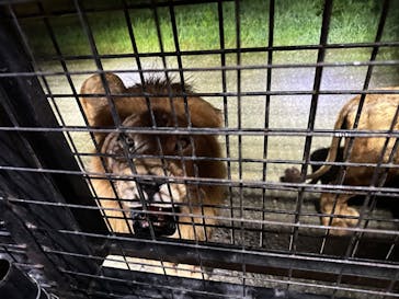 那須サファリパークに投稿された画像（2024/8/22）