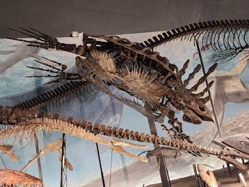 福井県立恐竜博物館に投稿された画像（2024/8/22）