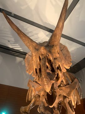 DinoScience 恐竜科学博 ～ララミディア大陸の恐竜物語～ 2024@OSAKAに投稿された画像（2024/8/22）
