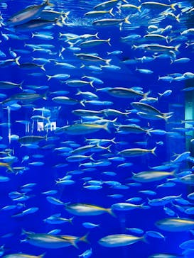アクアワールド茨城県大洗水族館に投稿された画像（2024/8/22）