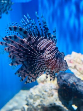 アクアワールド茨城県大洗水族館に投稿された画像（2024/8/22）