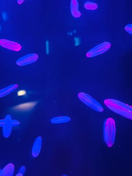 アクアワールド茨城県大洗水族館に投稿された画像（2024/8/22）