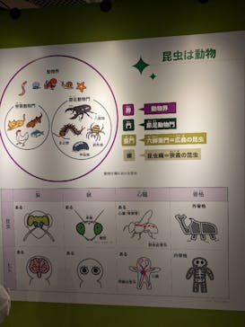 特別展「昆虫 MANIAC」（国立科学博物館）に投稿された画像（2024/8/22）