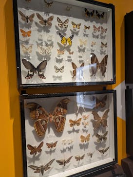 特別展「昆虫 MANIAC」（国立科学博物館）に投稿された画像（2024/8/22）