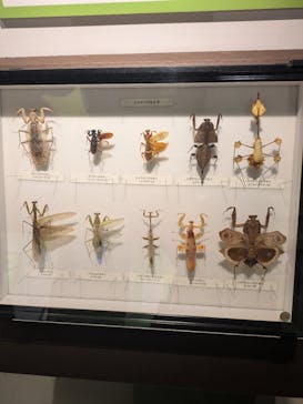 特別展「昆虫 MANIAC」（国立科学博物館）に投稿された画像（2024/8/22）