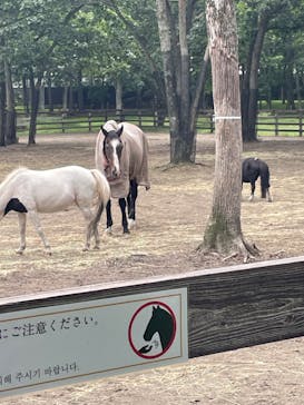 ノーザンホースパークに投稿された画像（2024/8/22）