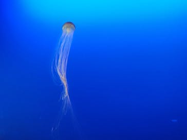 新江ノ島水族館に投稿された画像（2024/8/22）