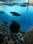 名古屋港水族館に投稿された画像（2024/8/22）