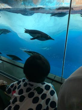 名古屋港水族館に投稿された画像（2024/8/22）