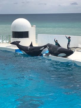 鴨川シーワールドに投稿された画像（2024/8/22）