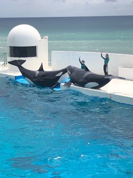 鴨川シーワールドに投稿された画像（2024/8/22）