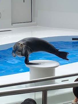 鴨川シーワールドに投稿された画像（2024/8/22）