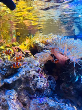 しながわ水族館に投稿された画像（2024/8/22）