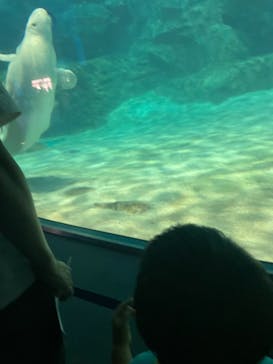 名古屋港水族館に投稿された画像（2024/8/22）