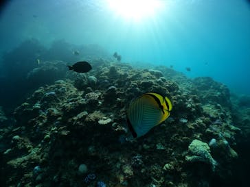 武藤潜水に投稿された画像（2024/8/22）