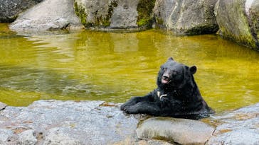奥飛騨クマ牧場に投稿された画像（2024/8/22）
